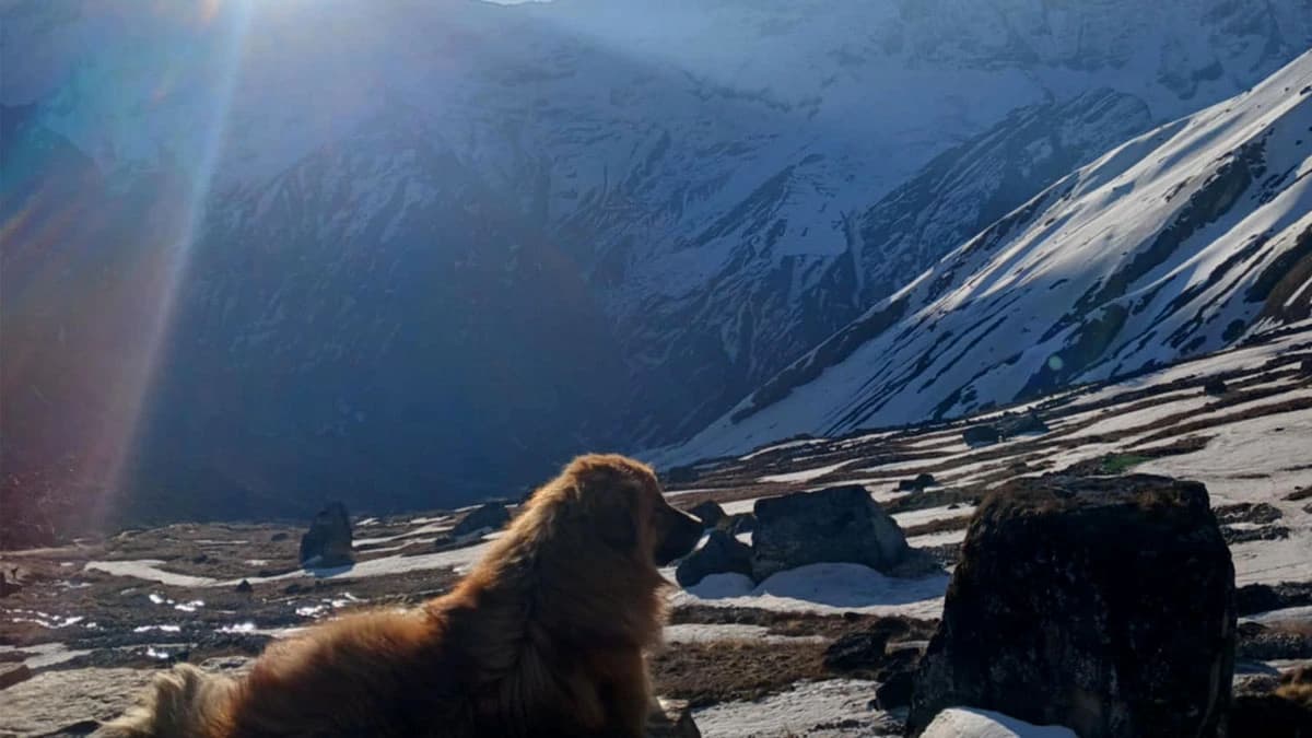 abc trek from pokhara