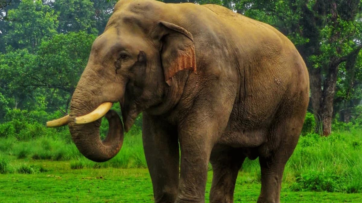 asian elephant chitwan