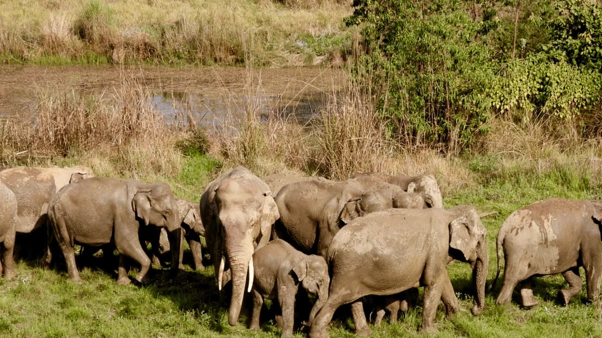 asian wild elephant in bardia