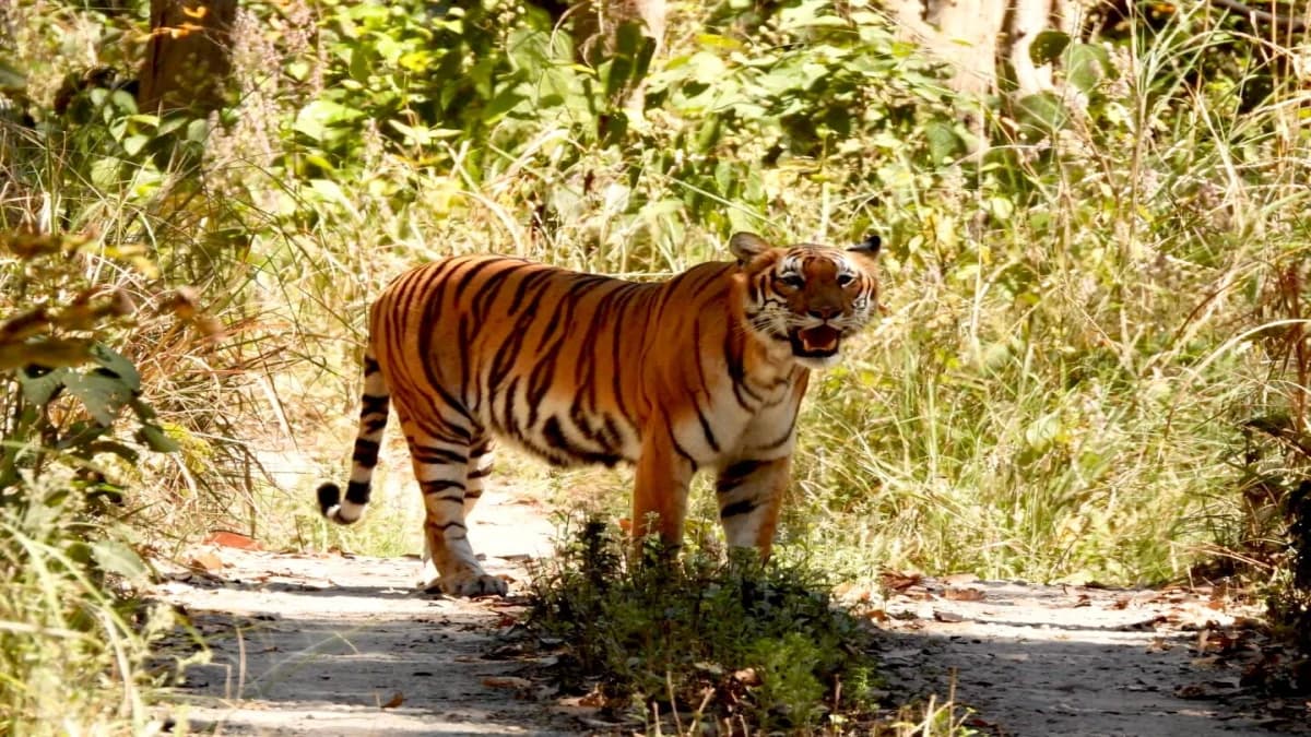 bardia national park tour