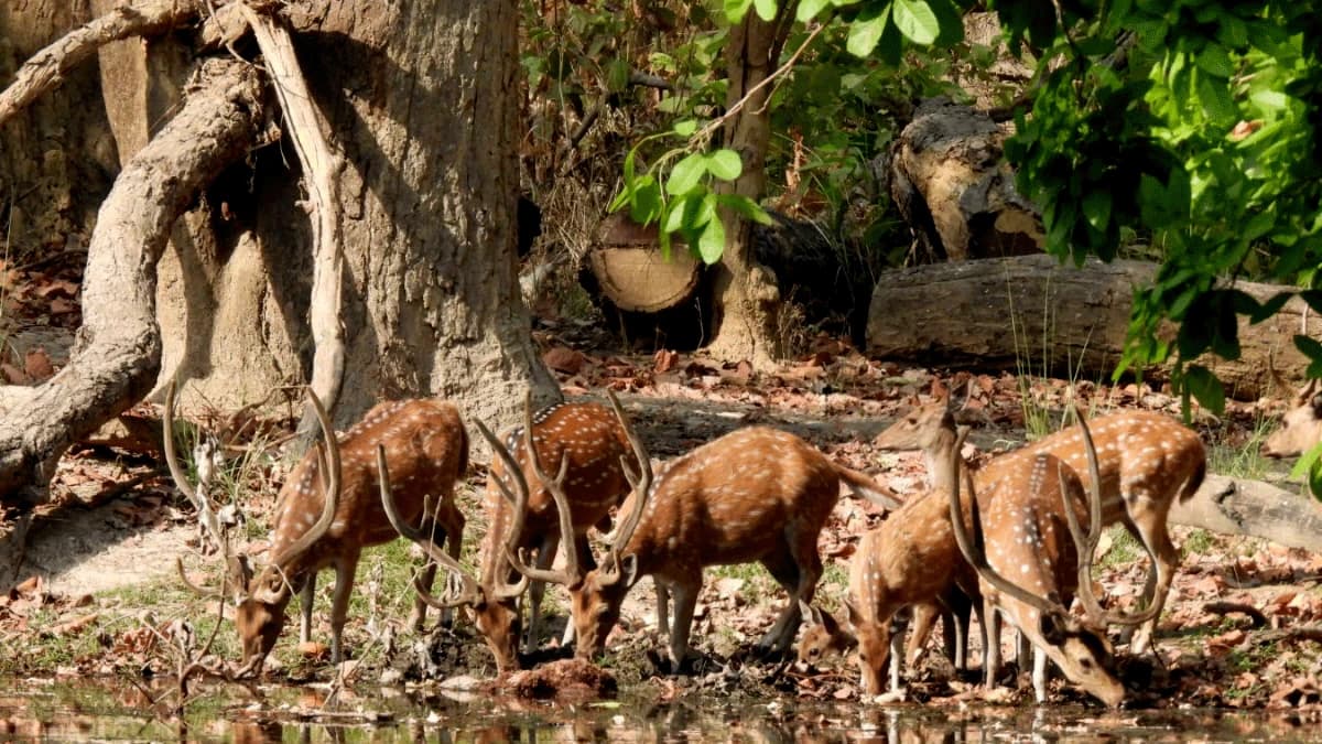 bardia national park