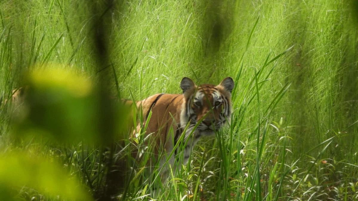 bengal tiger