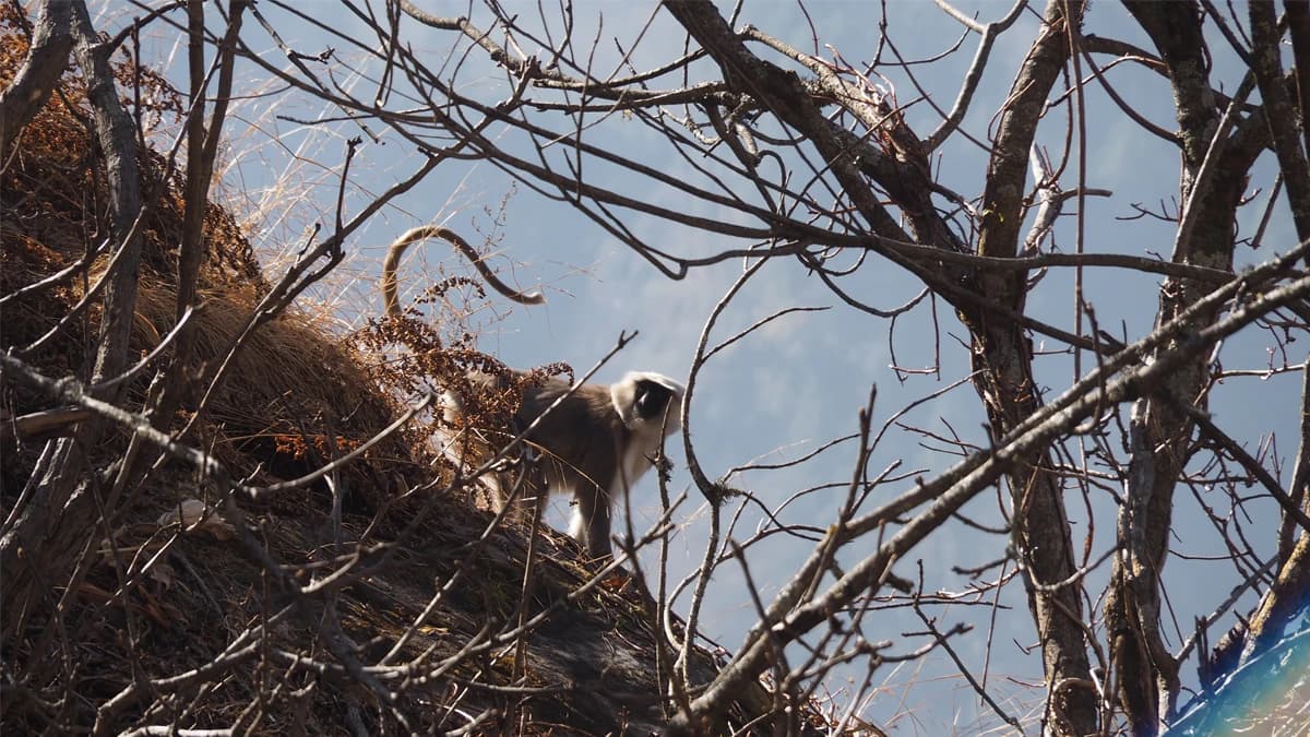 Langtang National Park
