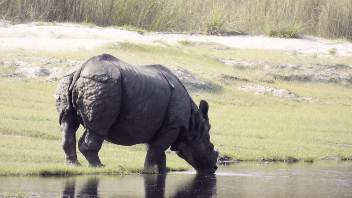 one horned rhinocerous bardia