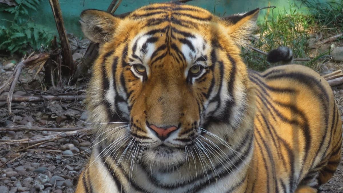 royal bengal tiger chitwan