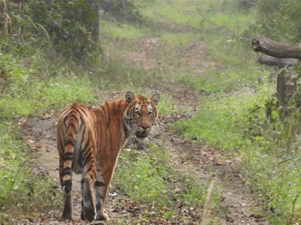 bardia jungle safari tour