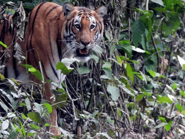 bengal tiger bardiya