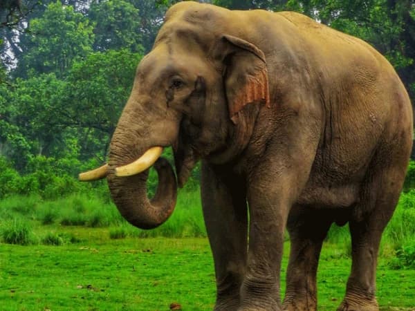 chitwan national park