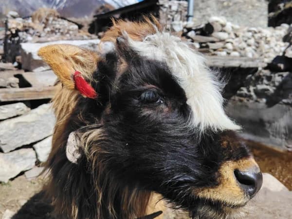 Himalayan Mules Of Manaslu Region