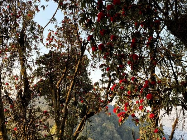 Mardi Himal Forest Camp